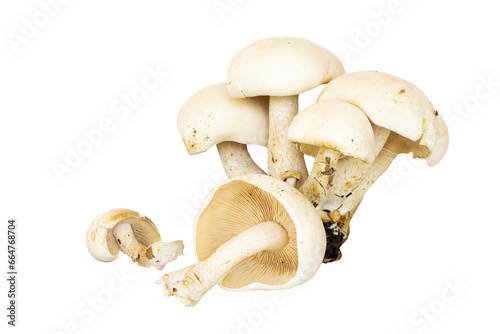 white mushrooms fresh foods diet foods vegetable local flora arrangement flat lay style 