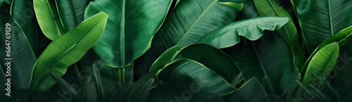 Dreamy tropical landscape, banner with greenery and copy space for your text