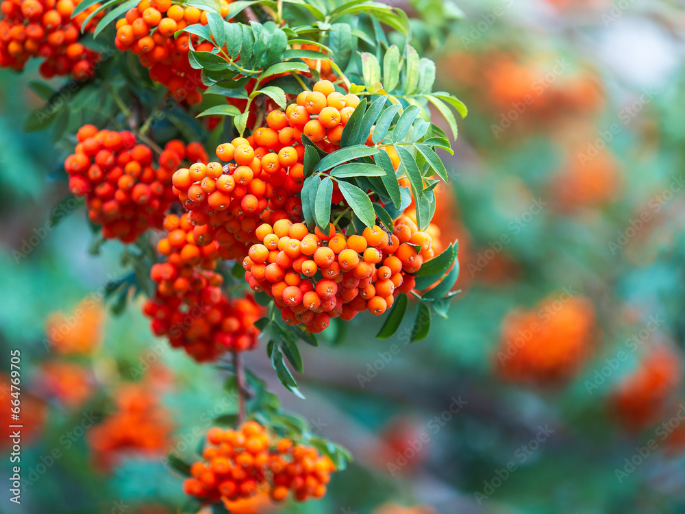 A bunch of red rowan in autumn leaves. A bunch of red rowan in autumn leaves.