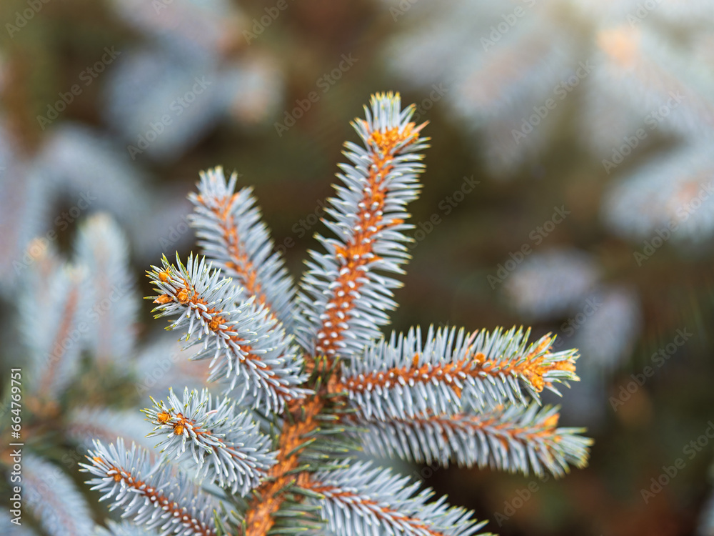 Branches of blue spruce with needles in the sunset light. The blue spruce, Colorado spruce, or Colorado blue spruce, with the Latin name Picea pungens.