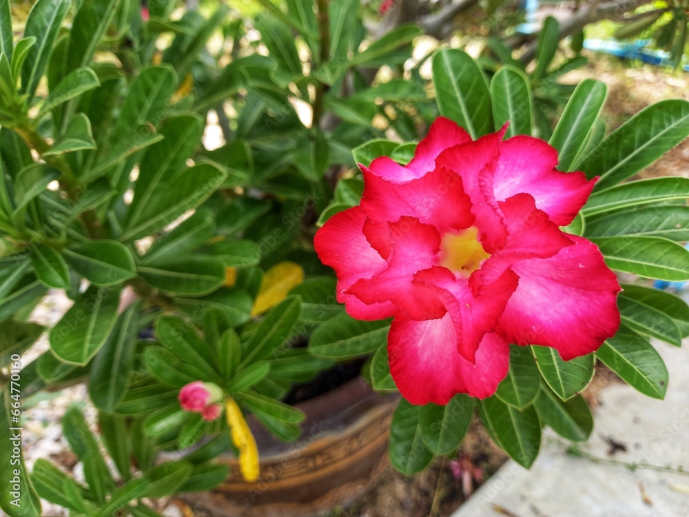 pink flower in a pot