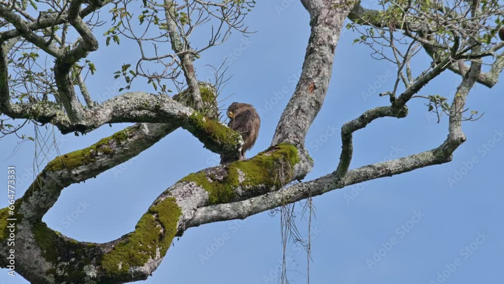 Perched on a mossy branch of a high tree in the forest as it shakes its head and preens, Crested Serpent Eagle Spilornis cheela, Thailand Perched on a mossy branch of a high tree in the forest as it shakes its head and preens, Crested Serpent Eagle Spilornis cheela, Thailand