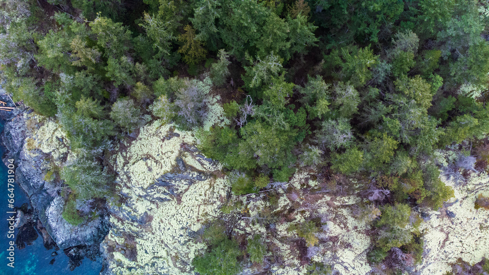 Moss on stone. Trees surround the mossy stones. Top down view taken over Merry Island