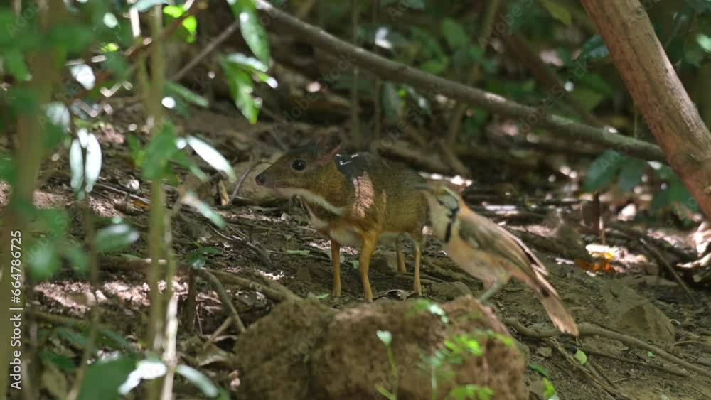 Seen facing to the left while the camera pans to the right as a Greater Necklaced Laughingthrush perches on a mound, Lesser Mouse Deer Tragulus kanchil, Thailand Seen facing to the left while the camera pans to the right as a Greater Necklaced Laughingthrush perches on a mound, Lesser Mouse Deer Tragulus kanchil, Thailand