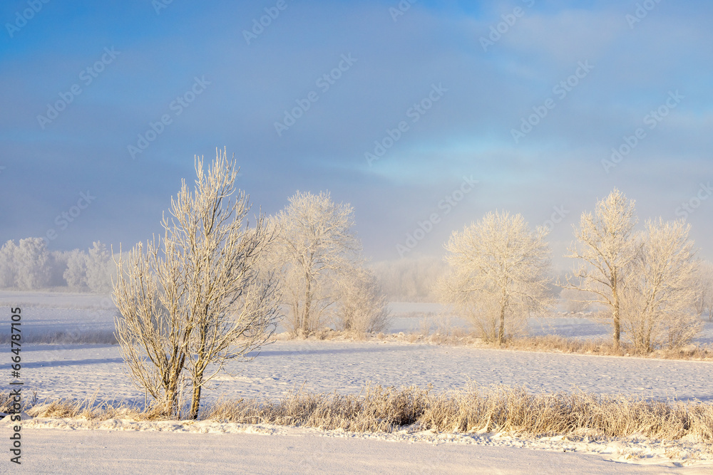 Frosty trees in a beautiful winter landscape in the countryside Frosty trees in a beautiful winter landscape in the countryside