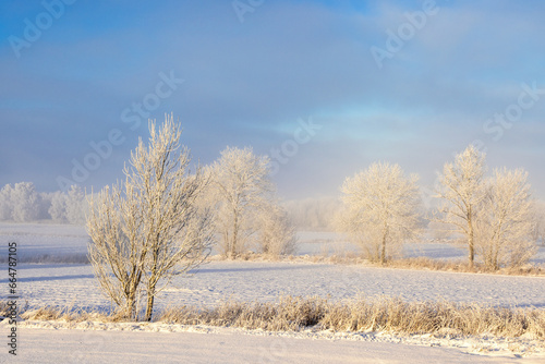 Frosty trees in a beautiful winter landscape in the countryside