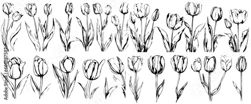 Set of tulip birth month flowers in March. Botanical line art vector illustration. Hand drawn vector. Modern floral minimalist design for wall art, card, tattoo, logo. Not created with AI #664787587