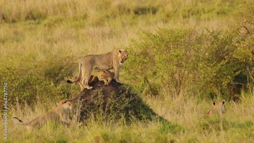 Slow Motion Shot of Mother and cubs search across the African plains for food, family Wildlife in Maasai Mara National Reserve, Kenya, Africa Safari Animals in Masai Mara North Conservancy Slow Motion Shot of Mother and cubs search across the African plains for food, family Wildlife in Maasai Mara National Reserve, Kenya, Africa Safari Animals in Masai Mara North Conservancy