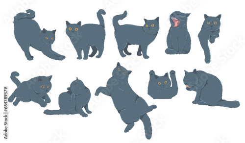 Set of British Shorthair blue cat Isolated. Vector illustration