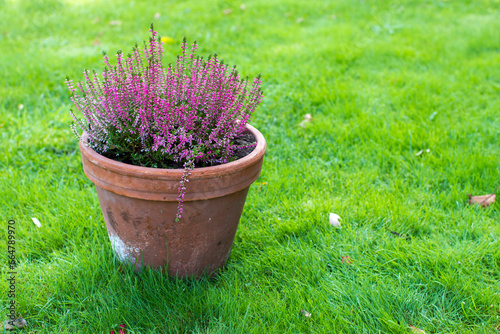 Blooming heather in a clay flower pot
