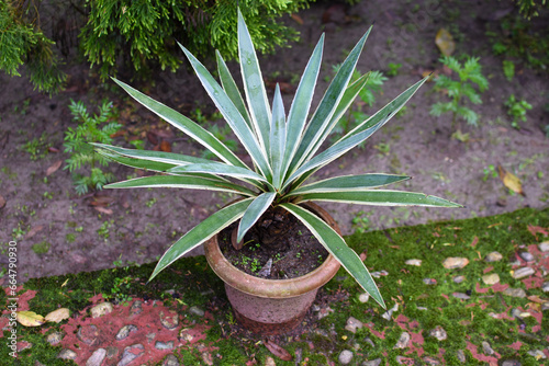 Closeup of variegated Spanish dagger (binomial name: Yucca gloriosa 'Variegata'), also known as mound lily yucca, tree lily, palm lily, and Spanish bayonet, in an ornamental garden in Florida