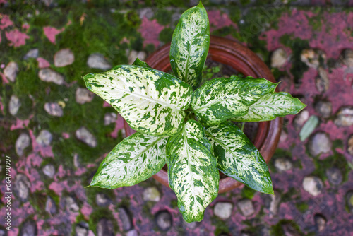 Aglaonema First Diamond (Aglaonema foliage, Spring Snow Chinese Evergreen) planted in a white ceramic pot. Decoration on the desk.