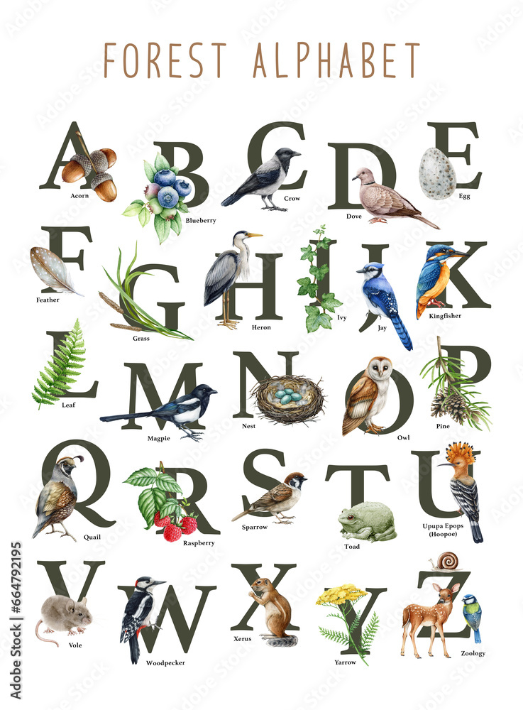 Forest animal alphabet. Watercolor painted illustration elements. Hand drawn letters with natural elements, animals, birds, herbs from A to Z. Wildlife nature alphabet on white background