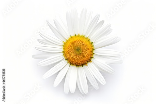 Common daisy isolated on white background.