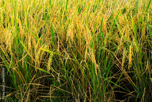Agricultural Abundance Golden Rice Crop