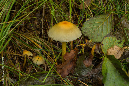 Autumn mushrooms photo