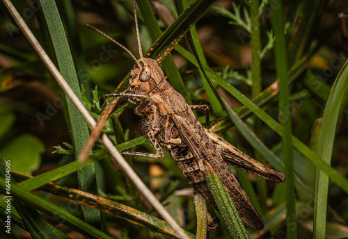 grasshopper sitting on a grass