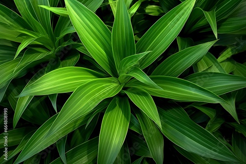 A plant with lots of large green leaves.