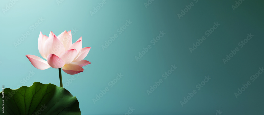 Minimalist lotus flower with copy space. - obrazy, fototapety, plakaty 