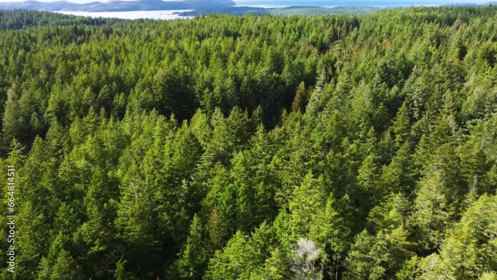 Over a forest with thormanby island in the distance. Tilt down to show the dense pine tree canopy below Over a forest with thormanby island in the distance. Tilt down to show the dense pine tree canopy below