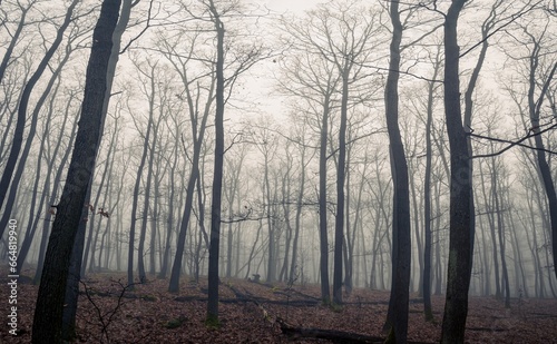 Foggy mysterious forest landscape during autumn