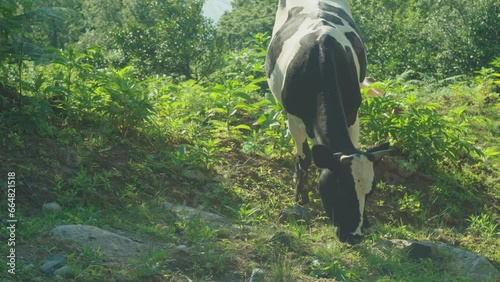 Black and whitecow grazing on sunny day photo