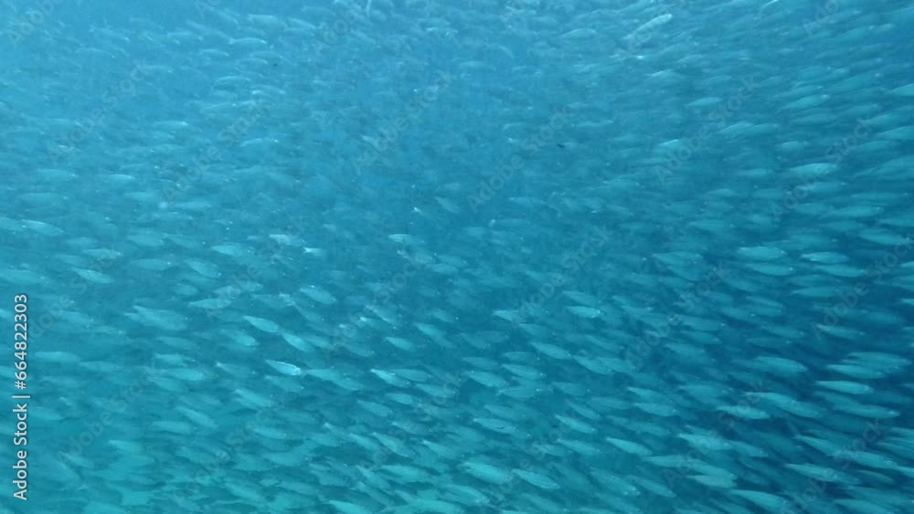 A Vast Number of Fish Elegantly Moving Through the Ocean's Depths - Underwater Shot A Vast Number of Fish Elegantly Moving Through the Ocean's Depths - Underwater Shot