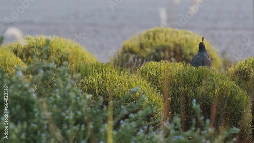 California Quail sitting on a bush photo