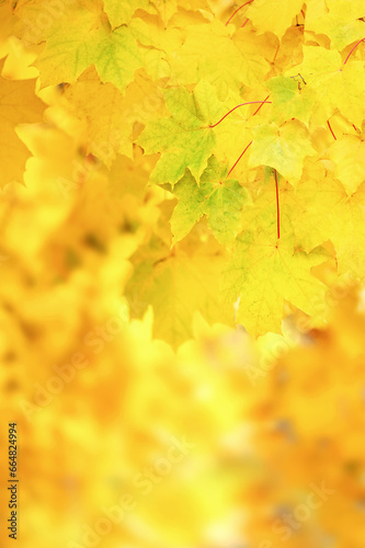 Background from autumn leaves. Vertical photo