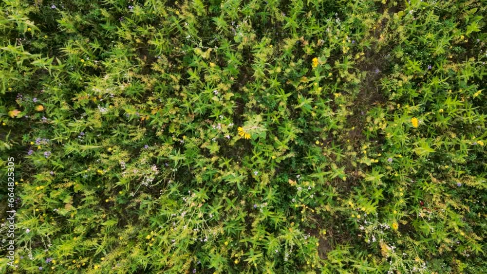 Drone rising vertically over field with fall crops and sunflowers Drone rising vertically over field with fall crops and sunflowers
