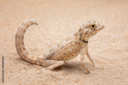 Pristurus carteri, commonly known as Scorpion-tailed Gecko, or Carter’s Rock Gecko is a species of gecko in the family Sphaerodactylidae. photo