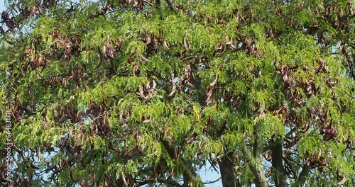 (Gleditsia triacanthos var. inermis ) Honey locust or thorny honeylocus, ornamental tree with a majestic umbrella-shaped crown, greenish-yellow leaves and brown pods showcasing fall colors
