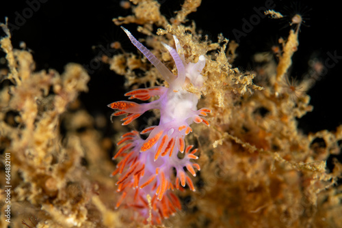 Nudibranch (Flabellina affinis) in natural habitat photo