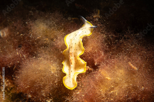 Euryleptidae is a family of marine polyclad flatworms. photo