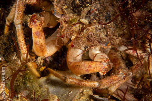 Lesser spider crab (Maja crispata) in natural habitat photo