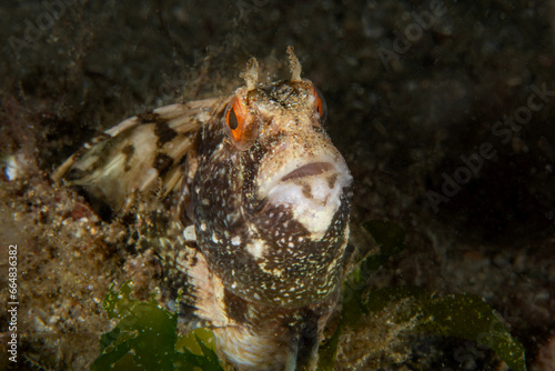 A blenny  Blennius ocellaris  in it s natural habitat