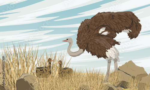 African common ostrich and two chicks stand in the tall dry grass of the African savannah. Wildlife of Africa. Realistic vector landscape.
