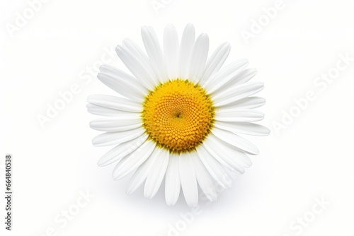 Common daisy isolated on white background. © MdKamrul