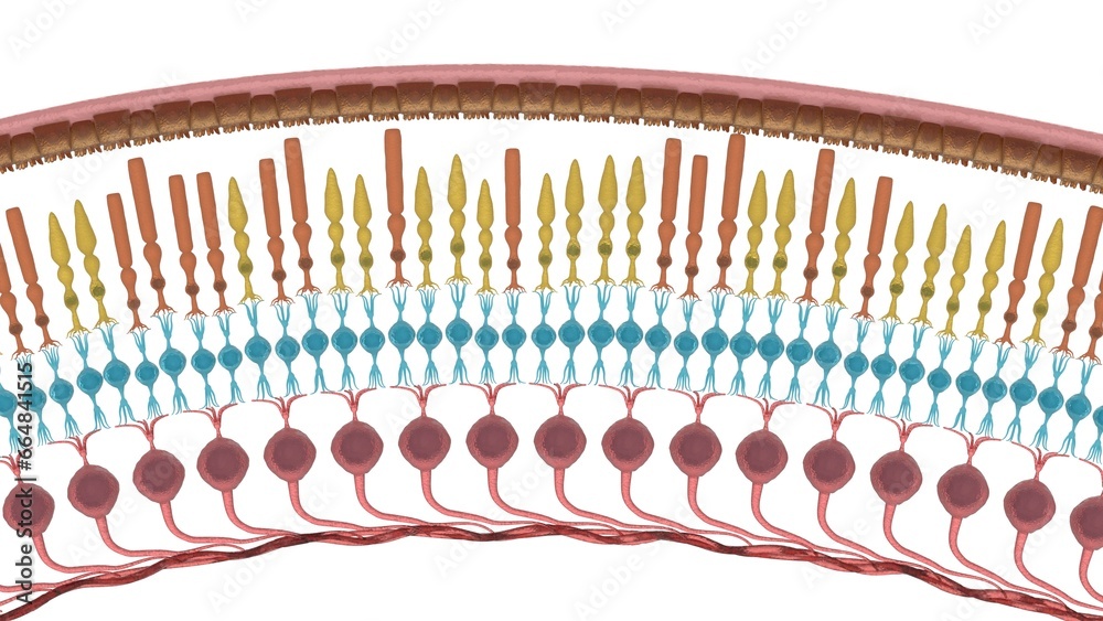 Retinal cells 3d rendering, rods, cones, ganglion, neuron, retina