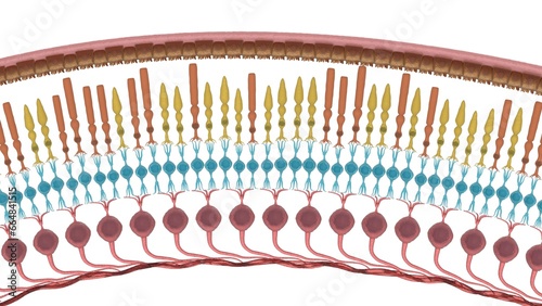 Retinal cells 3d rendering, rods, cones, ganglion, neuron, retina, cross-section photo