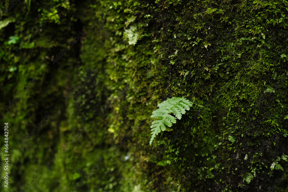 The Young moss growing on a stone wall. The Young moss growing on a stone wall.