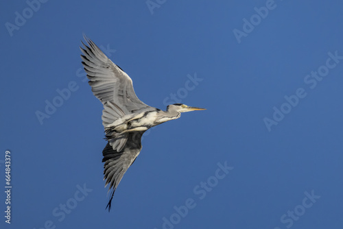 Grey Heron - Ardea cinerea, large common gray heron