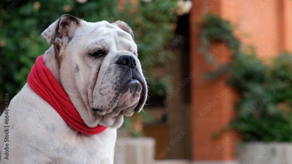 Young english bulldog in a red bandage collar sits and looking around in the yard in summer and guard the house. Outdoors. Pet Concept