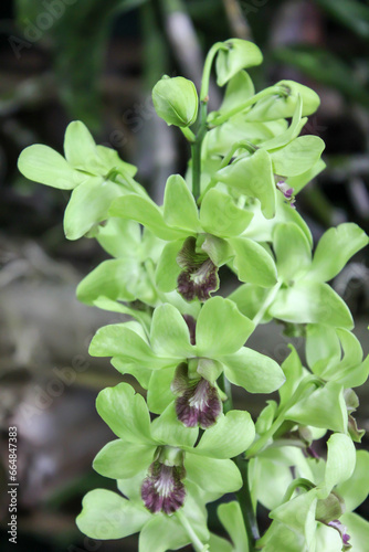 close up of a plant