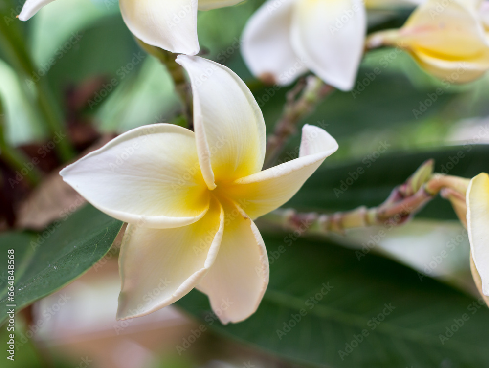 Fototapeta premium frangipani plumeria flower