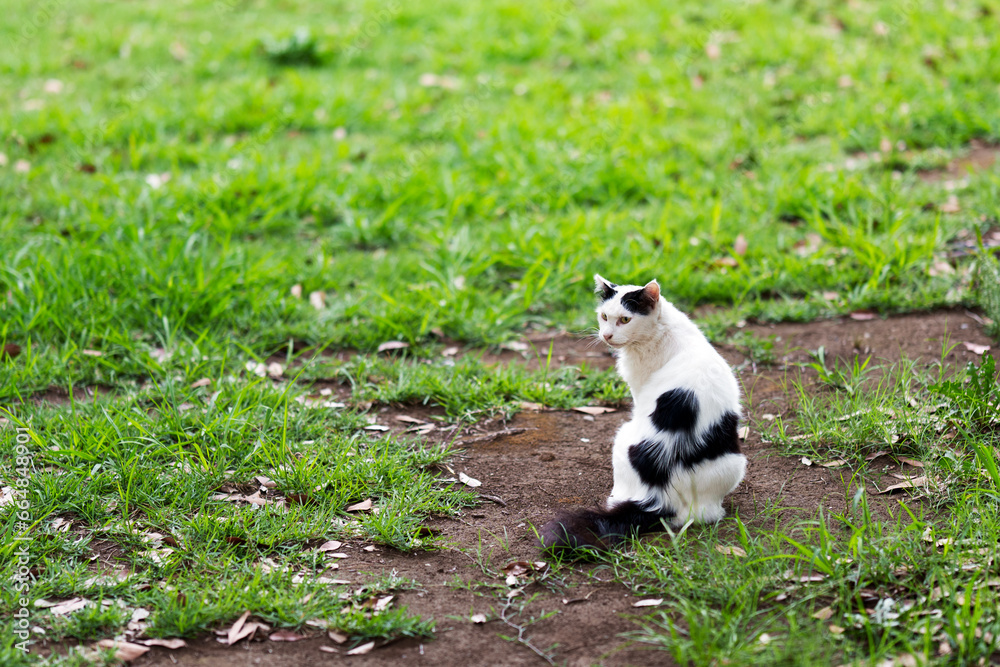 城南島海浜公園の野良猫