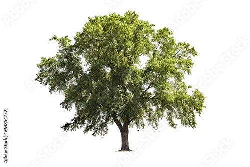 Green ash tree on white background. photo
