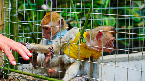 Baby monkeys wear yellow and blue clothes, are cared for and looked after at the zoo © dikadi16