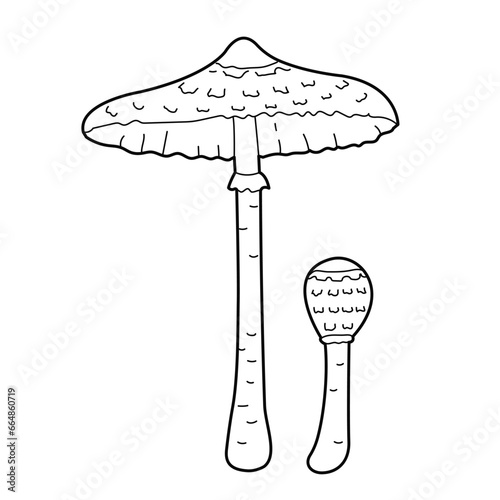 Mushrooms - parasol mushroom. Vector black white outline illustration. Design elements or page of children's coloring book.