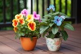 twin potted plants with varying floral colors